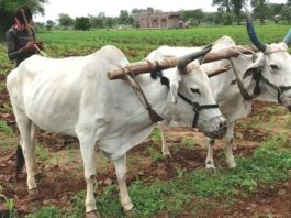 इस समय हमें यह सोचना होगा कि हमारे पूर्वजों के बनाये हल-बैल के संबंध को जिस तरह से हरित क्रांति के साथ समाप्त कर खेती में आधुनिकता की राह पकड़ी गयी उससे हमें क्या मिला। क्या इस सबंध को खत्म कर हम अपनी समस्याओं का स्थायी हल निकाल पाये ।