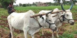 इस समय हमें यह सोचना होगा कि हमारे पूर्वजों के बनाये हल-बैल के संबंध को जिस तरह से हरित क्रांति के साथ समाप्त कर खेती में आधुनिकता की राह पकड़ी गयी उससे हमें क्या मिला। क्या इस सबंध को खत्म कर हम अपनी समस्याओं का स्थायी हल निकाल पाये ।