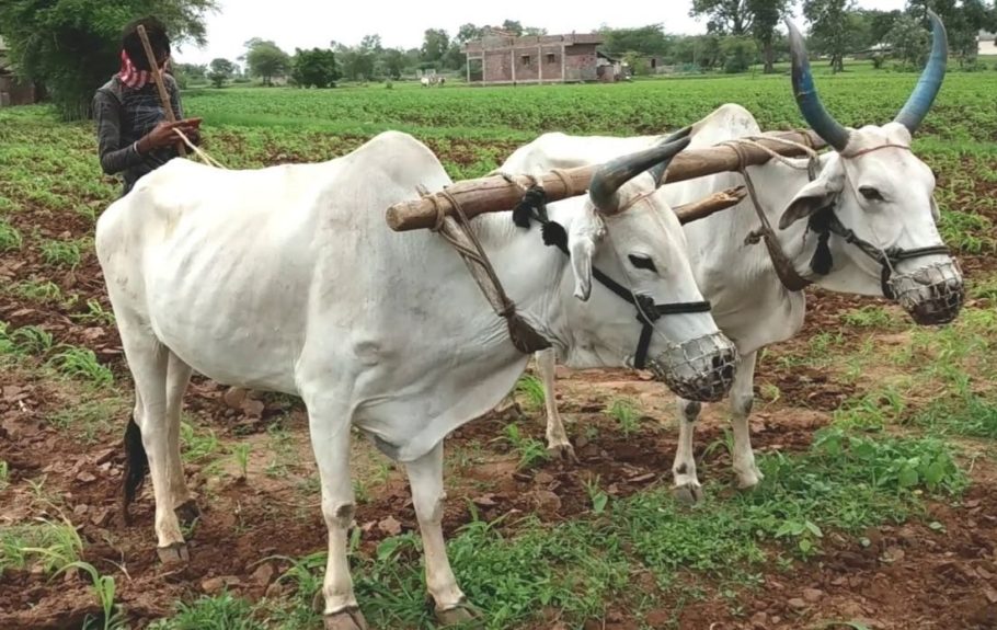 इस समय हमें यह सोचना होगा कि हमारे पूर्वजों के बनाये हल-बैल के संबंध को जिस तरह से हरित क्रांति के साथ समाप्त कर खेती में आधुनिकता की राह पकड़ी गयी उससे हमें क्या मिला। क्या इस सबंध को खत्म कर हम अपनी समस्याओं का स्थायी हल निकाल पाये ।